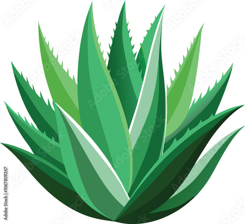 realistic set of aloe vera no background