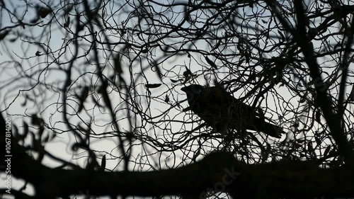 A crow perched in the branches