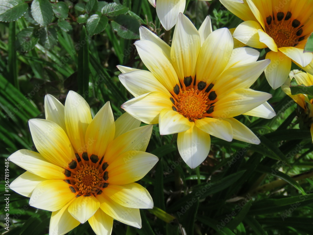 yellow flower in the garden yellow flower in the garden