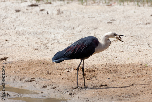 White Necked Heron