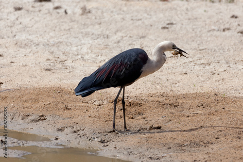 White Necked Heron