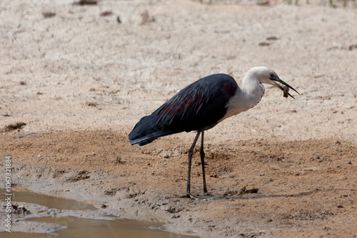 White Necked Heron