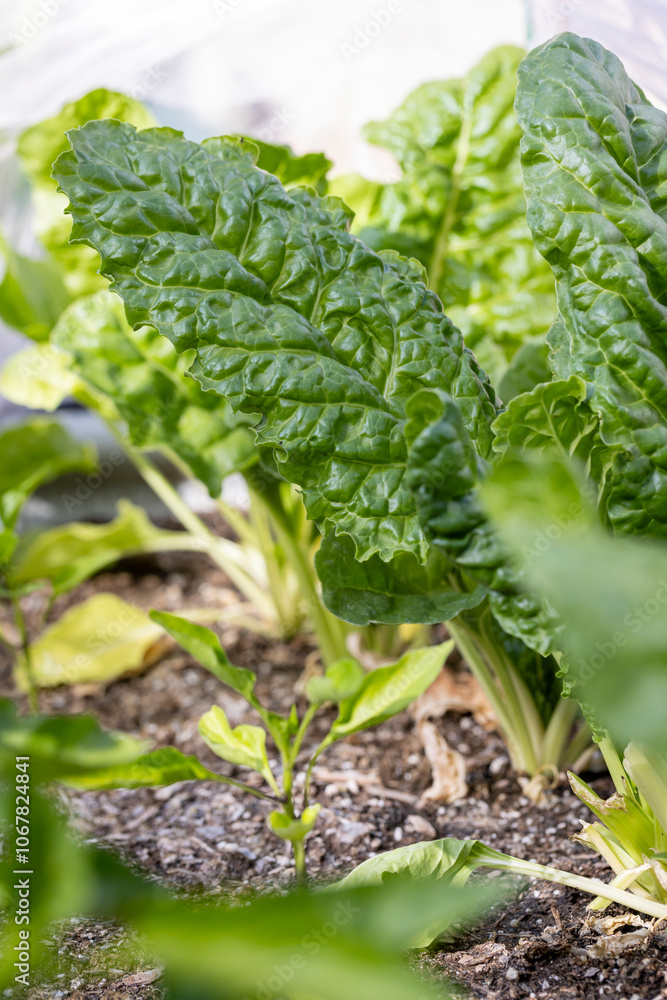 Swiss chard leaves maturing in a homegrown garden in the summer Swiss chard leaves maturing in a homegrown garden in the summer