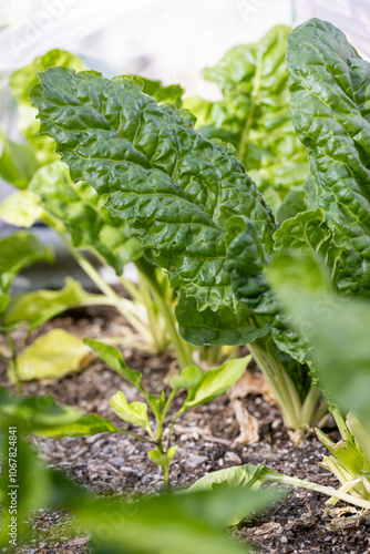 Swiss chard leaves maturing in a homegrown garden in the summer photo