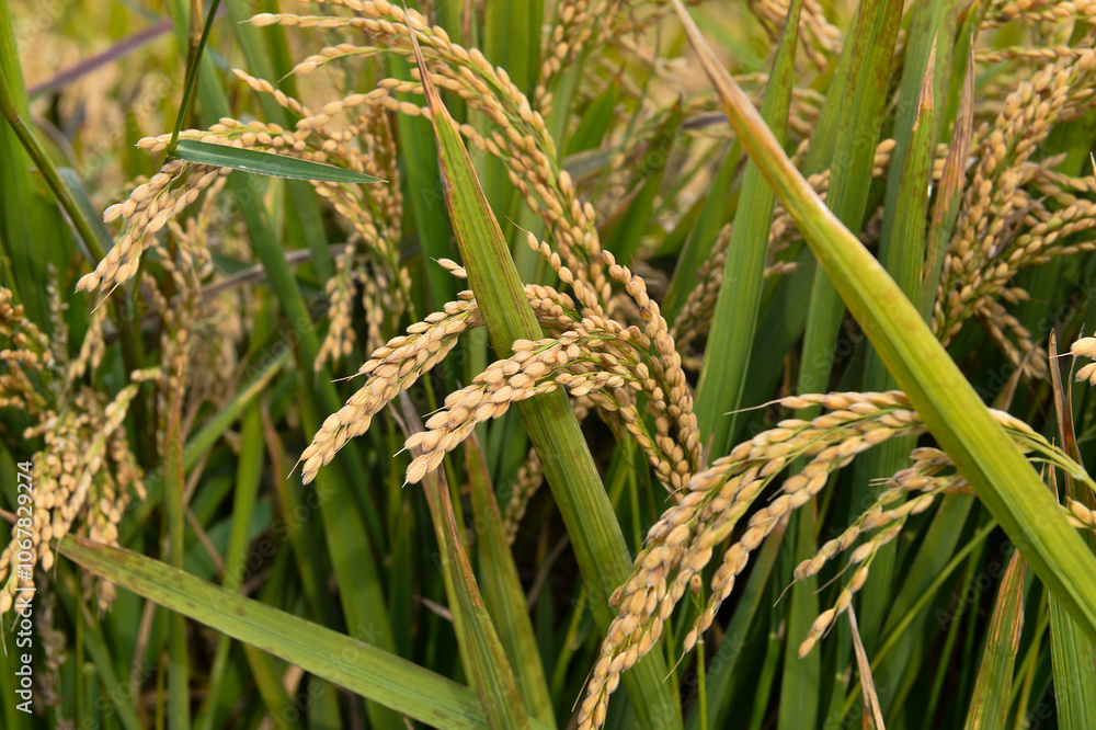 Mature rice in the field Mature rice in the field