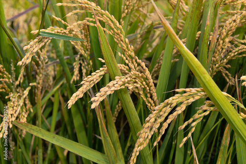 Mature rice in the field photo