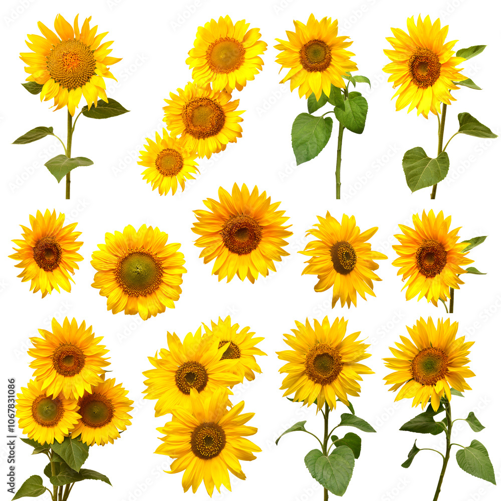 Sunflowers collection isolated on white background. Flat lay, top view Sunflowers collection isolated on white background. Flat lay, top view