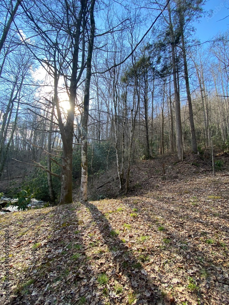 woods woods