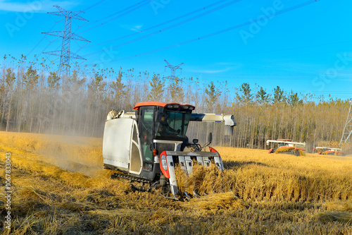 Mature rice is being harvested in the field photo