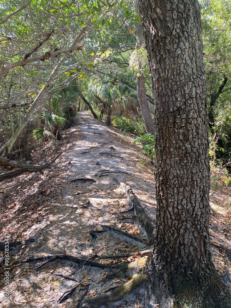 Fototapeta premium walk in the woods