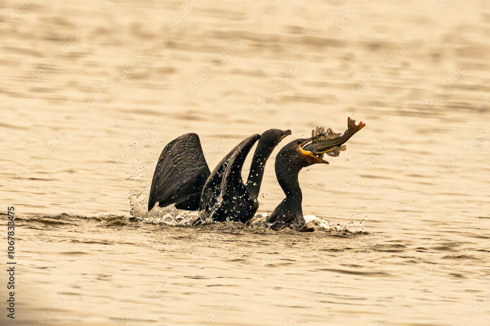 Fototapeta premium Cormorant with snow pleco catfish
