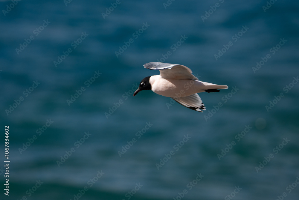 Obraz premium Gaviota en vuelo sobre el mar