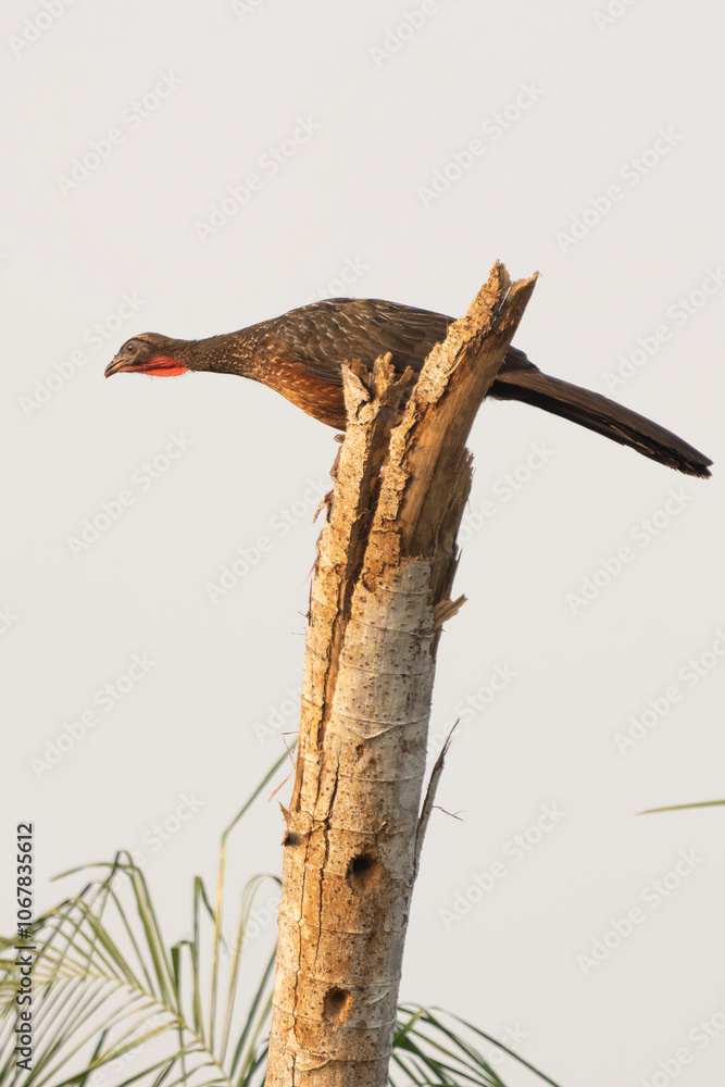Chaco chacalaca perched on to of dead tree Chaco chacalaca perched on to of dead tree