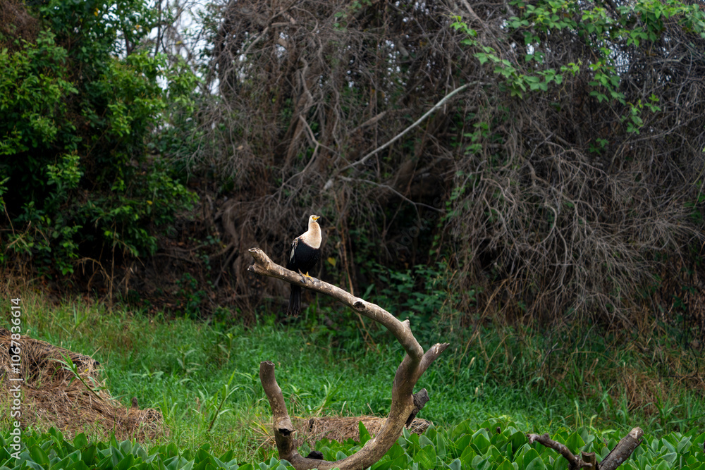 Anhinga or American darter immature bird on dead branch Anhinga or American darter immature bird on dead branch