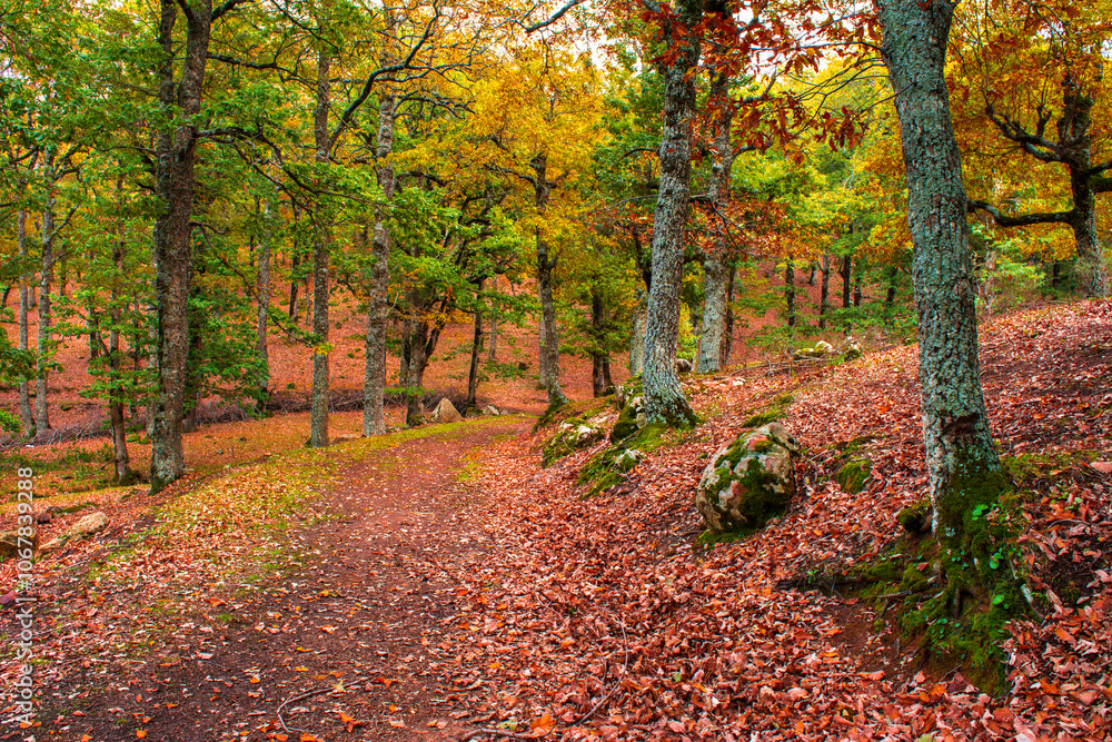 yellow forest of Beech trees with green grass, blue sky and clouds in autumn, Sunlit Forest with Lush Green Undergrowth, Woodland Landscape, Deep forest summer woods background, Jijel Algeria Africa yellow forest of Beech trees with green grass, blue sky and clouds in autumn, Sunlit Forest with Lush Green Undergrowth, Woodland Landscape, Deep forest summer woods background, Jijel Algeria Africa