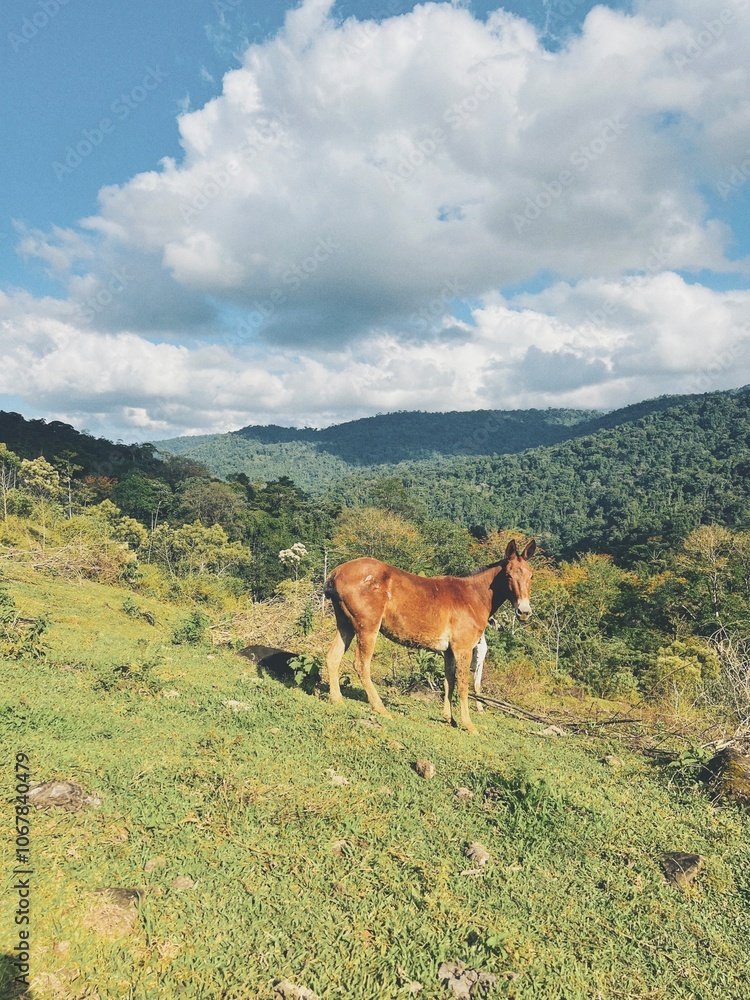 Horse Grazing on a Grassy Hillside in Costa Rica. A colorful photograph of cows standing on a grassy hillside in rural Costa Rica, with lush greenery and a mountain landscape. Horse Grazing on a Grassy Hillside in Costa Rica. A colorful photograph of cows standing on a grassy hillside in rural Costa Rica, with lush greenery and a mountain landscape.