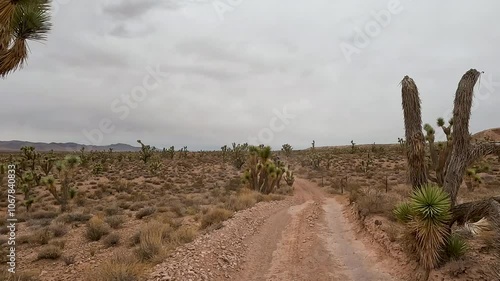 Desert red dirt trail Josua tree Nevada POV. Scenic Parkway Highway 93. Mountain desert valley. Dry arid environment. Natural beauty recreation area. Between Phoenix and Las Vegas. Landscape.