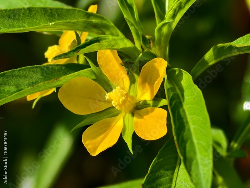 Ludwigia decurrens flower in tropical nature borneo