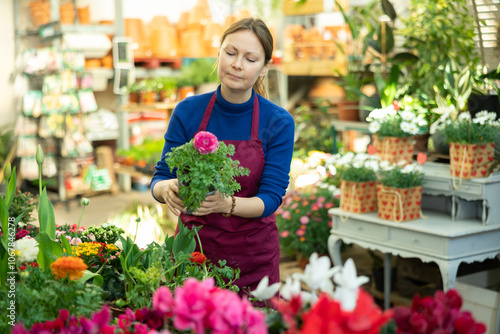 Middle-aged woman, botanist checking leaves while holding pot with Guineana in greenhouse photo