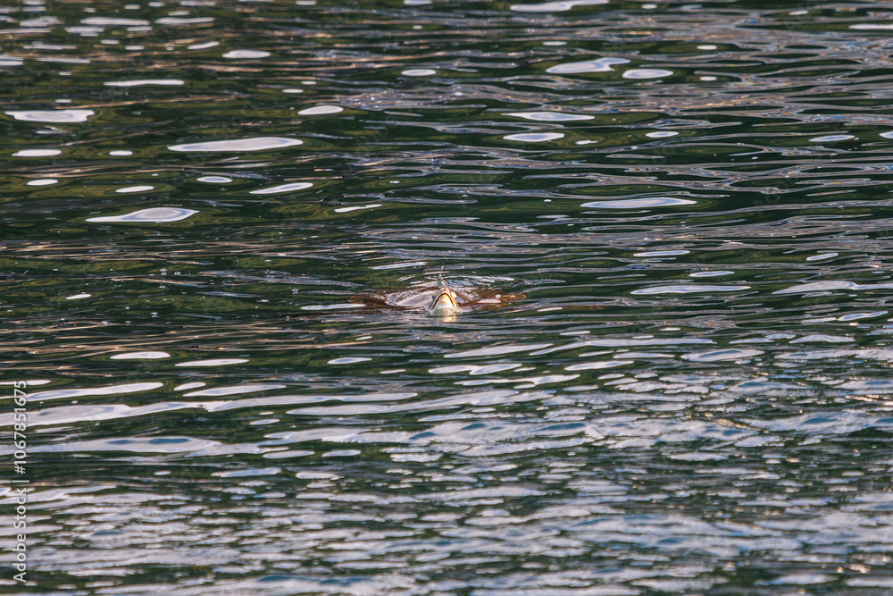 Obraz premium 中木港内で 息継ぎをするためにゆったり泳ぐ美しく大きなアオウミガメ（ウミガメ科）。 英名学名：green sea turtle (Chelonia mydas, family Turtles) 静岡県伊豆半島賀茂郡南伊豆町中木ヒリゾ浜2024年 