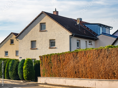 Schäden an einer Thuja Hecke im Herbst