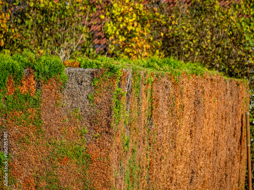 Schäden an einer Thuja Hecke im Herbst photo