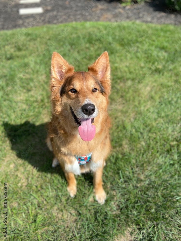 Cute dog Cute dog