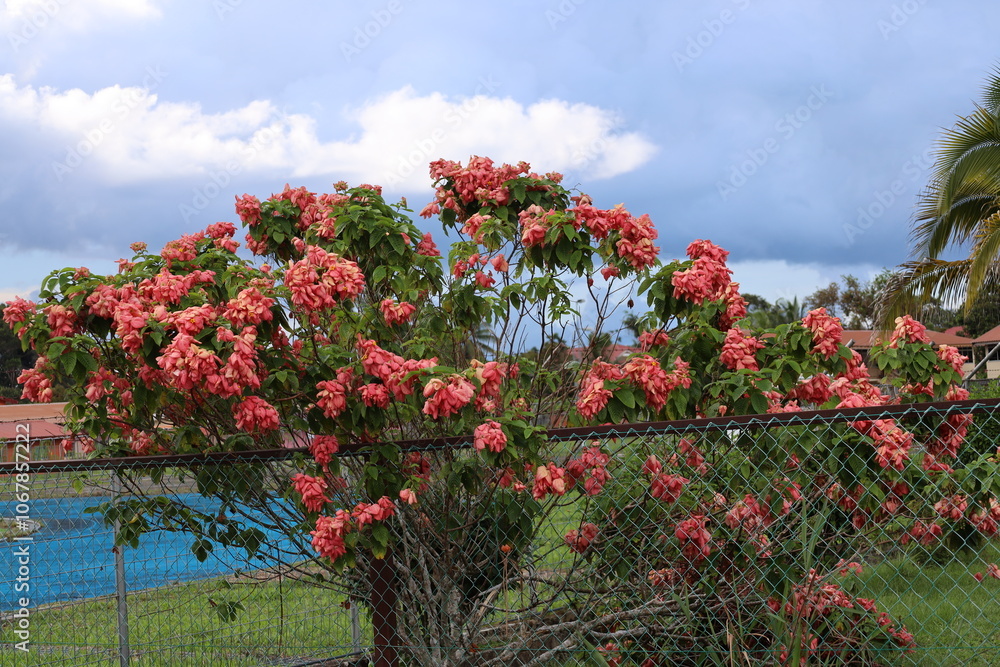 Naklejka premium bright pink blossoms adorn a tree inside a fenced enclosure