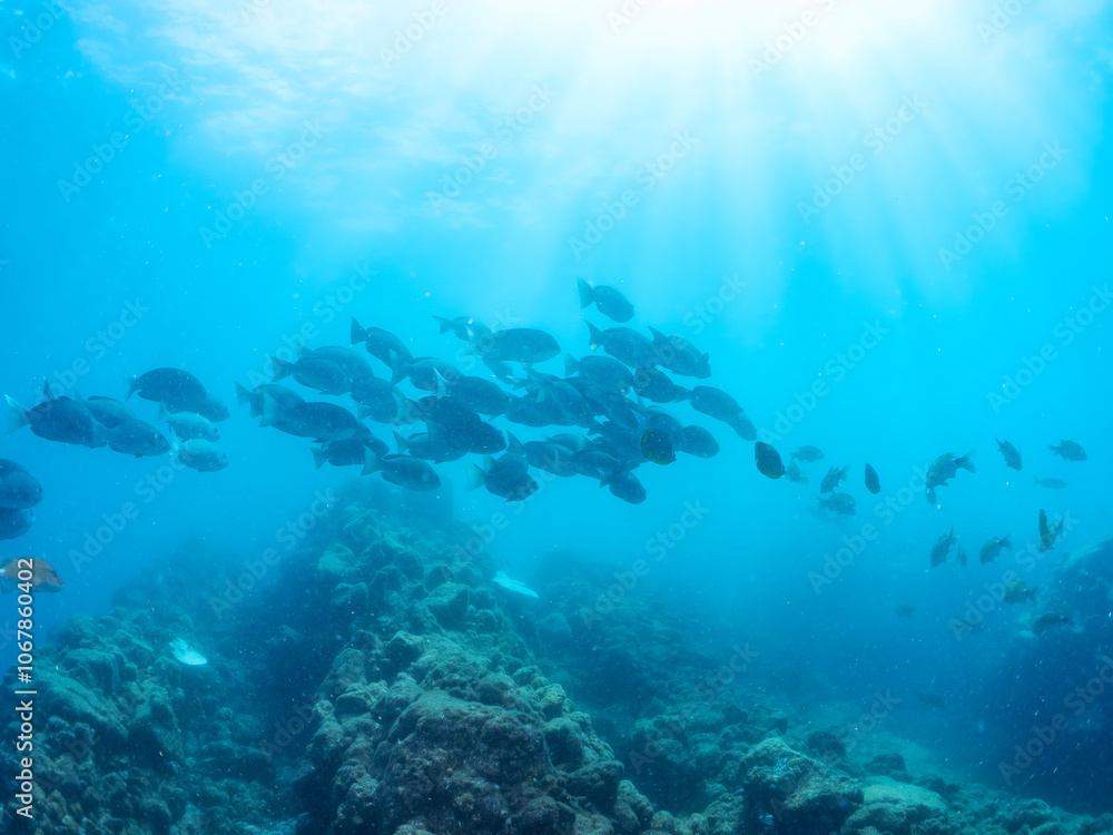 Fototapeta premium 逆光の美しいホウライヒメジ(ヒメジ科)、ニザダイ(ニザダイ科)、メジナ(イスズミ科)他の群れ。 英名学名:Whitesaddle goatfish, Parupeneus ciliatus Sawtail juvenile (Prionurus scalprum) Largescale Blackfish, Girella punctata 静岡県伊豆半島賀茂郡南伊豆町中木ヒリゾ浜2024年