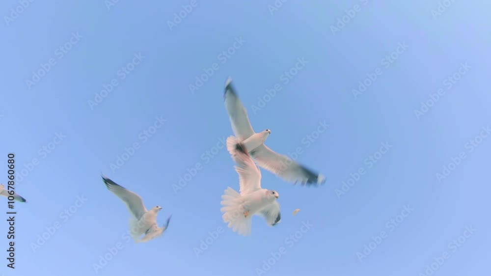 Seagulls Catch the Bread in Flight - Slow Motion. A Lot of Hungry Birds in the Air. Feeding Seagulls with the Bread. Birds are Flying in the Clear Sky in Daytime Seagulls Catch the Bread in Flight - Slow Motion. A Lot of Hungry Birds in the Air. Feeding Seagulls with the Bread. Birds are Flying in the Clear Sky in Daytime