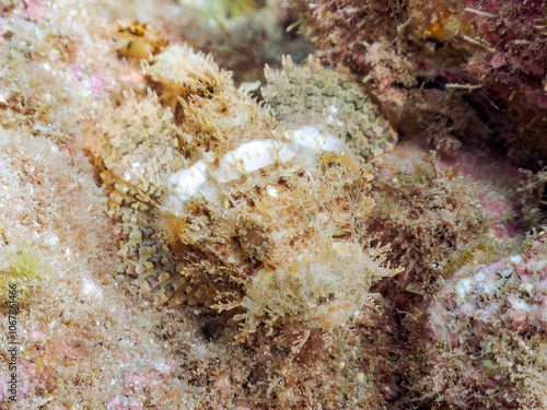 岩の間で完璧な擬態をする、美しいオニカサゴ（フサカサゴ科）。
英名学名：Hairy Stingfish (Scorpaenopsis cirrhosa)
静岡県伊豆半島賀茂郡南伊豆町中木ヒリゾ浜2024年
 photo