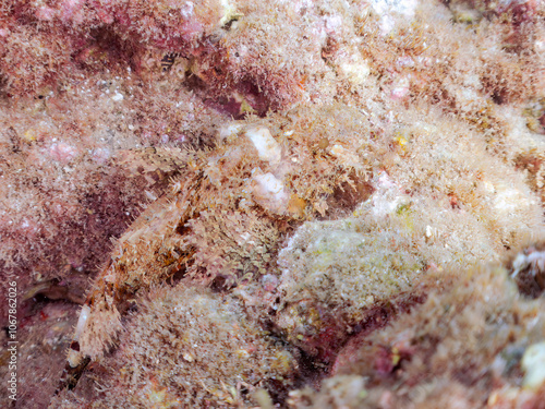 岩の間で完璧な擬態をする、美しいオニカサゴ（フサカサゴ科）。
英名学名：Hairy Stingfish (Scorpaenopsis cirrhosa)
静岡県伊豆半島賀茂郡南伊豆町中木ヒリゾ浜2024年
 photo