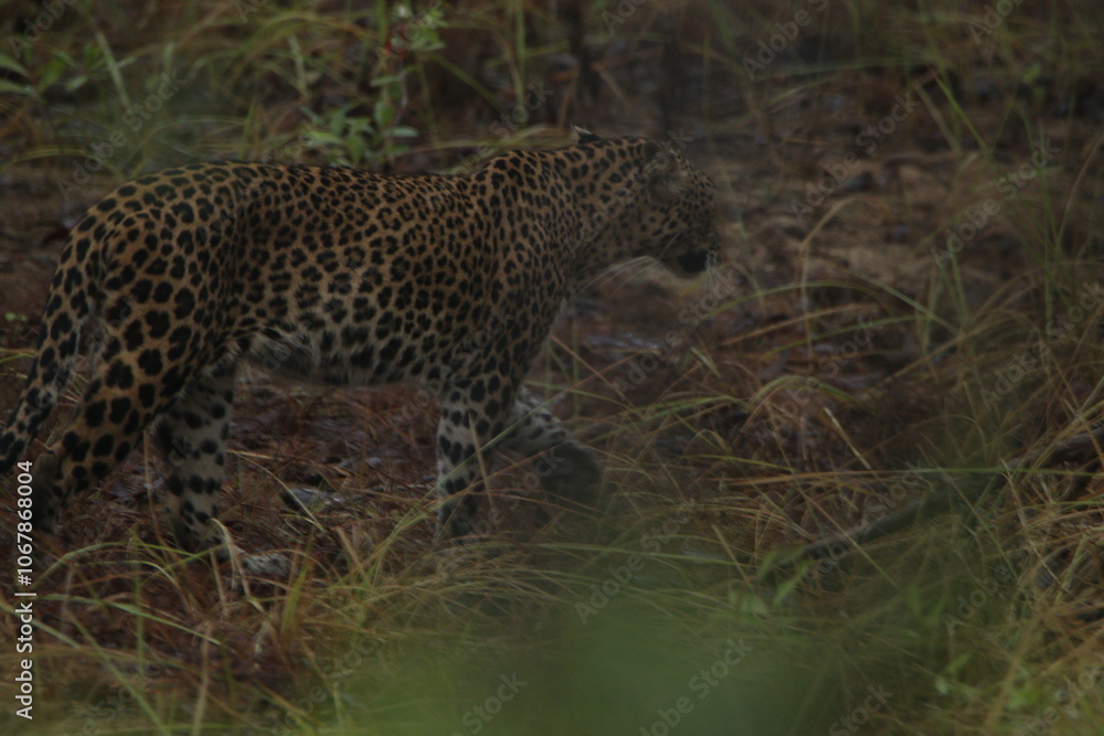 Sri Lankan Leopard in Wilpattu National Park, Sri Lanka Sri Lankan Leopard in Wilpattu National Park, Sri Lanka