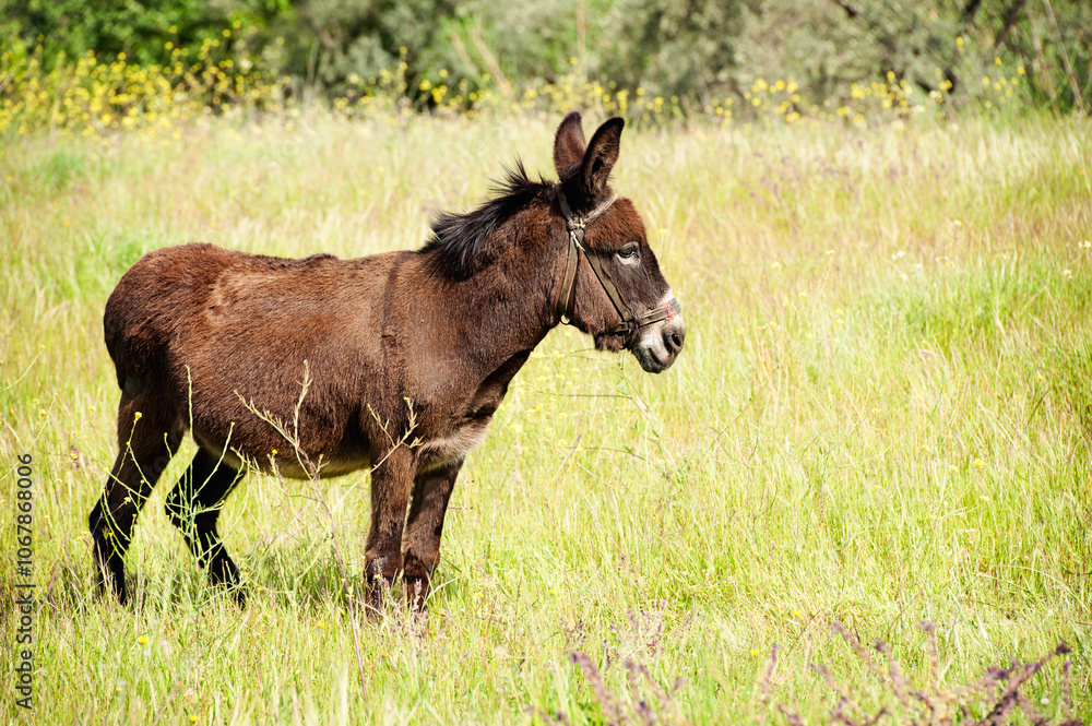 A brown donkey stands in a lush green field, surrounded by tall grass and wildflowers,countryside under the warm sun. A brown donkey stands in a lush green field, surrounded by tall grass and wildflowers,countryside under the warm sun.