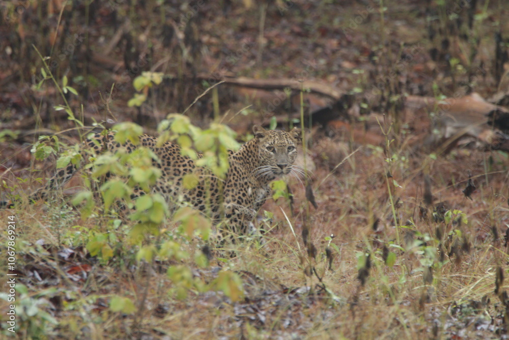 Sri Lankan Leopard in Wilpattu National Park, Sri Lanka Sri Lankan Leopard in Wilpattu National Park, Sri Lanka