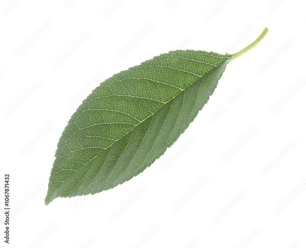 Fototapeta premium One fresh apple tree leaf isolated on white