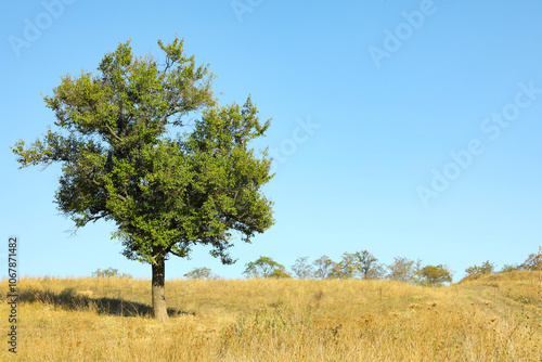 Trees and other plants growing in field