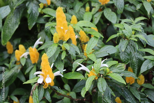 Wallpaper Mural tall golden yellow blossoms mixed with tiny white flowers Torontodigital.ca