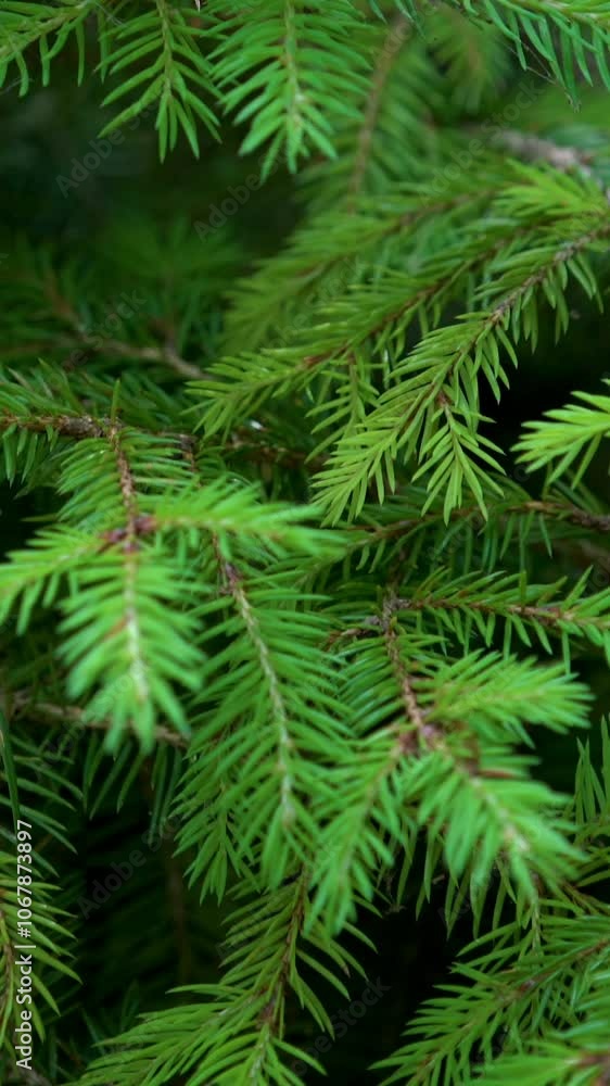 Close up dolly shot of green fern leaves in forest slow pan down. Fresh plant and nature background. Close up dolly shot of green fern leaves in forest slow pan down. Fresh plant and nature background.