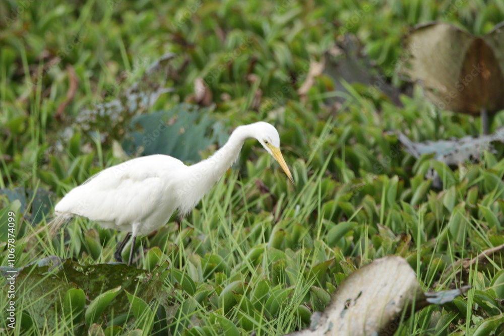 Sri Lankan Birds in Wilpattu National Park, Sri Lanka Sri Lankan Birds in Wilpattu National Park, Sri Lanka