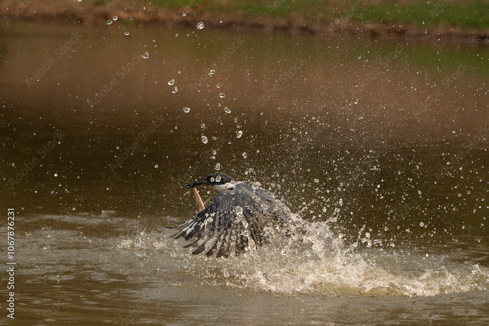 Fototapeta premium Ringed kingfisher diving in hunt for food in the Pantanal Brazil.