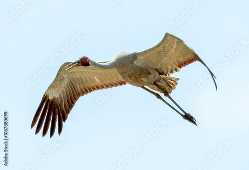 Brolga (Grus rubicunda) in Australia photo