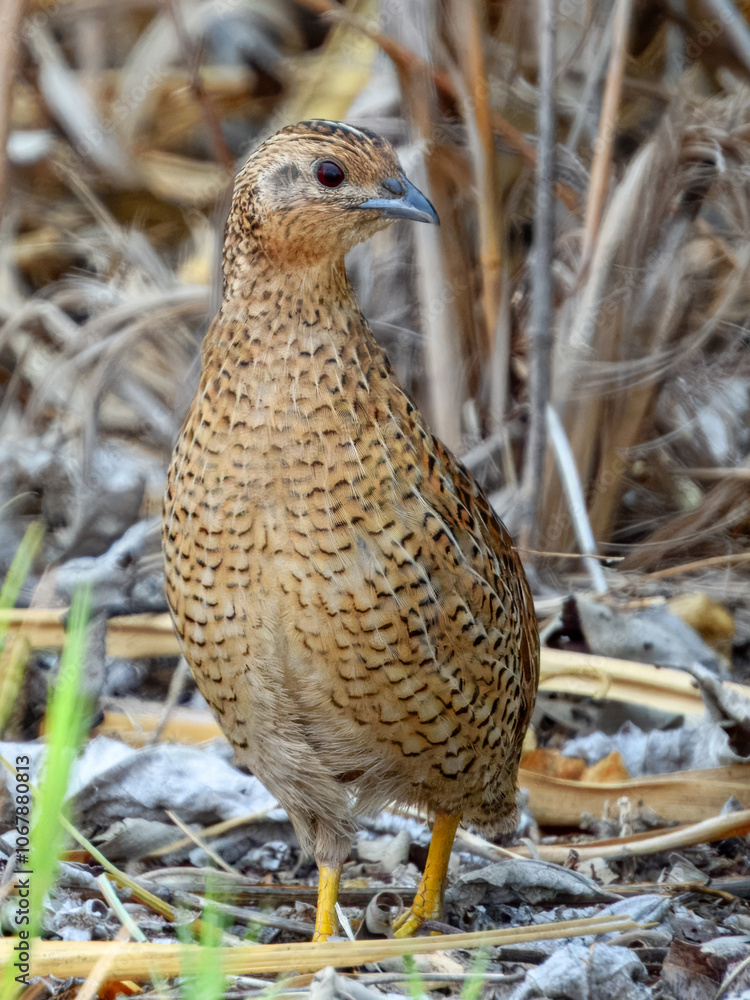 Brown Quail (Synoicus ypsilophorus) in Australia