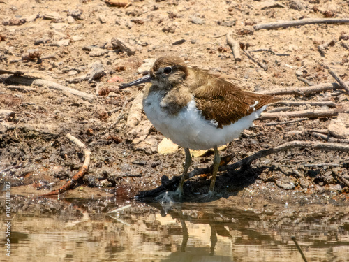 Common Sandpiper (Actitis hypoleucos)	 in Australia photo