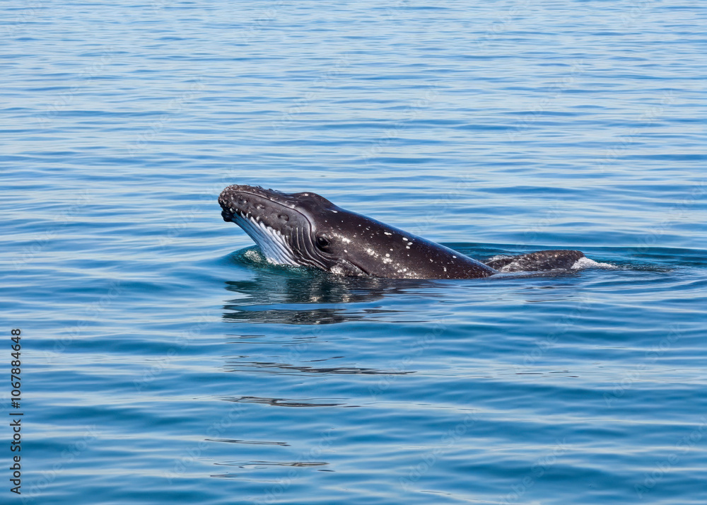 Fototapeta premium A Baby Humpback Whale Plays Near the Surface in Blue Water