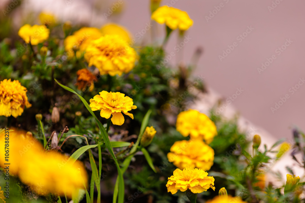 A field of yellow flowers with some brown flowers in the background A field of yellow flowers with some brown flowers in the background