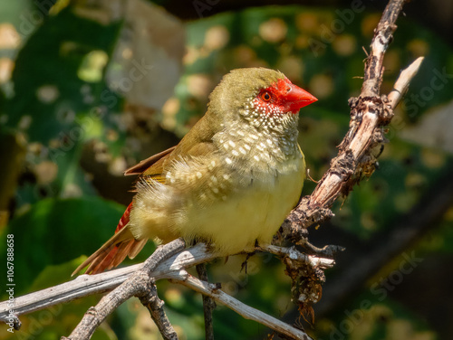 Stunning native bird of Australia. Found across rural inland areas. photo