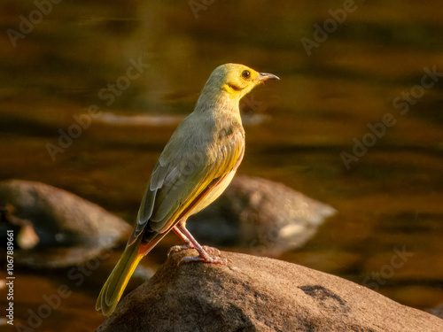 Yellow-tinted Honeyeater (Ptilotula flavescens) in Australia photo