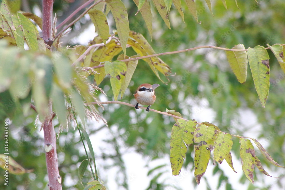 Obraz premium 鮮やかな色彩のモズ（Brown shrike）