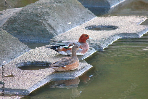 ヒドリガモ（Eurasian Wigeon）の夫婦 photo